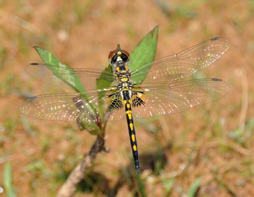 Male, immature
2008_08_30_Towns